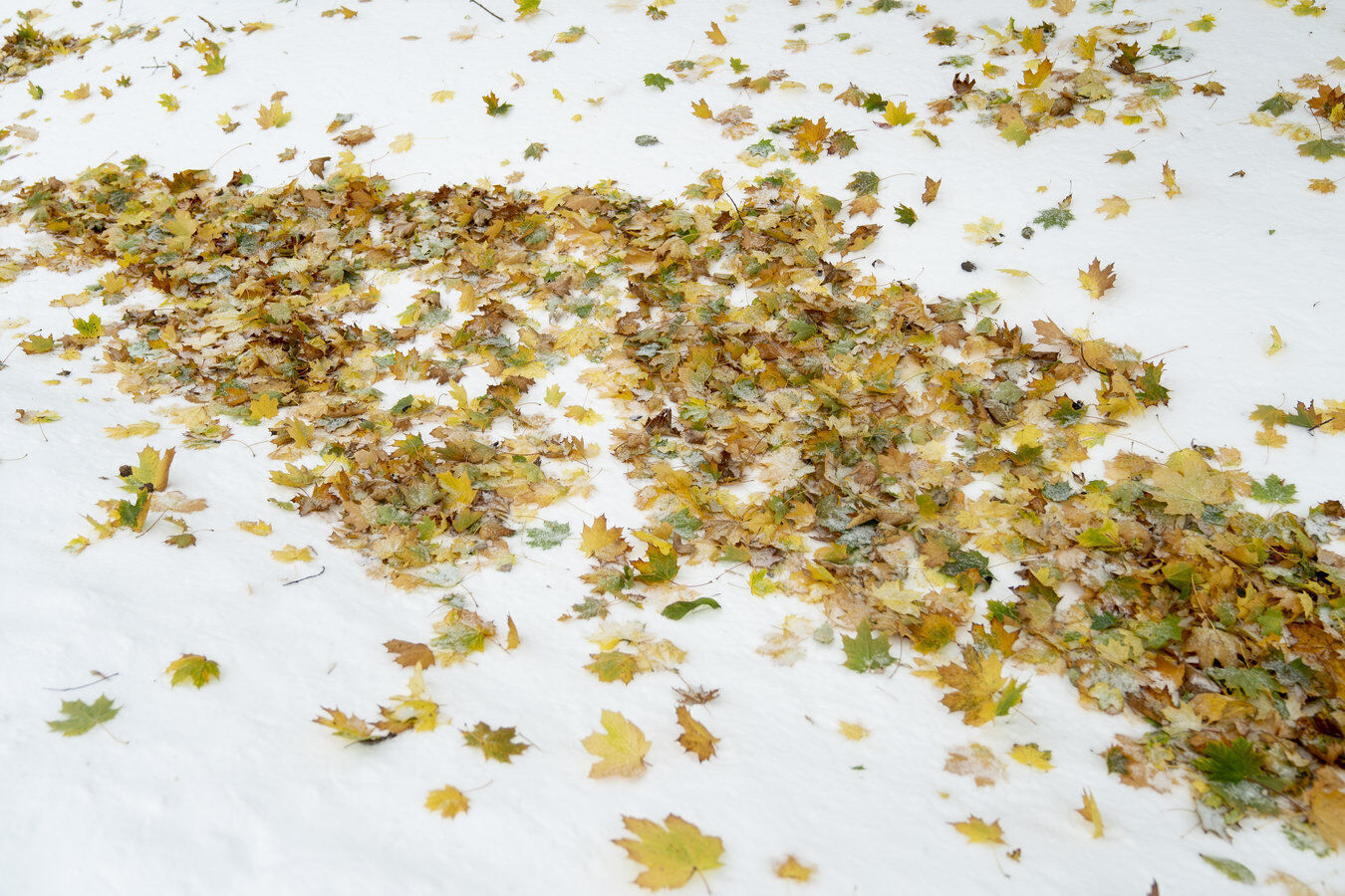 Coating of leaves
